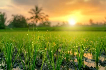 Foto op Canvas Sunrise and bokeh over paddy rice field Paddy field farming at sunrise © Barra Fire