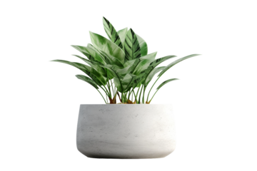 Serene Oasis: White Planter With Lush Green Plant. On White or PNG Transparent Background.