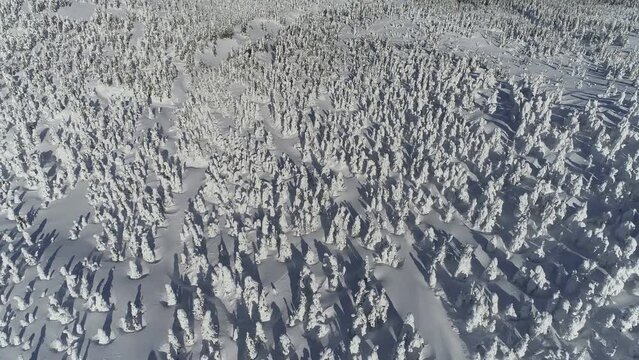 蔵王の樹氷原ドローン空撮