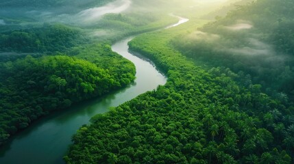 Serpentine River Flowing Through Lush Rainforest Canopy - obrazy, fototapety, plakaty
