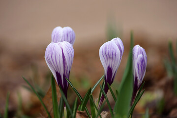 Crocus flowers bloom in the spring garden, violet saffron
