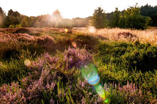 Germany, Schleswig-Holstein, Amrum, Heather blooming in summer meadow at sunset