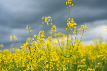 Obraz premium Yellow rapeseed field on a cloudy day. Rapeseed field in bloom.