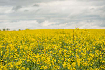 Obraz premium Yellow rapeseed field on a cloudy day. Rapeseed field in bloom.
