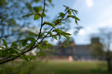 Green leaves of a bush against the background of a blurred Reichstag. Green leaves against the background of the city.