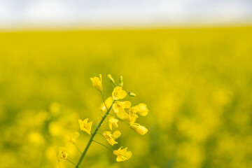 A stalk of rapeseed with yellow flowers against the background of a blurred yellow rapeseed field....