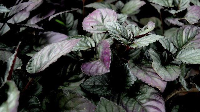 Hemigraphis alternata
