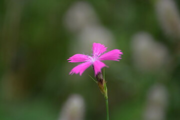 Einzelne zarte lila Blume-Unscheinbare Schönheit der Natur
