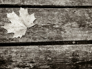 Autumn leaves on wood as nature background.