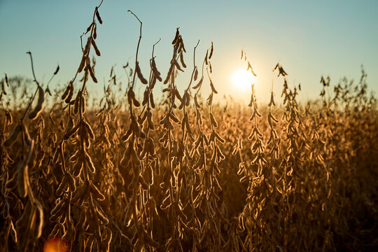 Ripe soybean crops in field at sunset