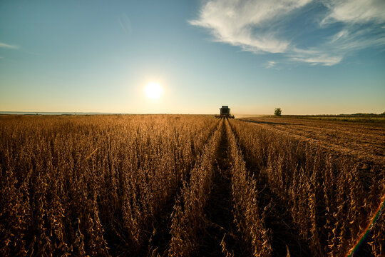 Tractor harvesting soybean crops in field at sunset