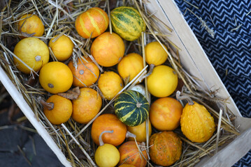Lots of different decorative pumpkins