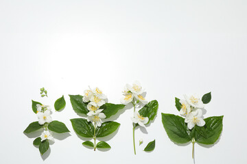 Jasmine branches on white background, space for text