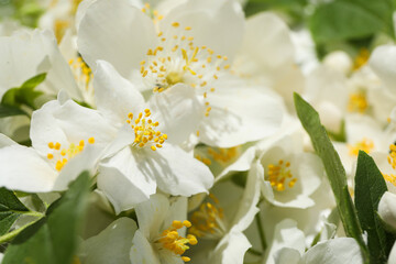 White flowers from jasmine bush on green background, close up
