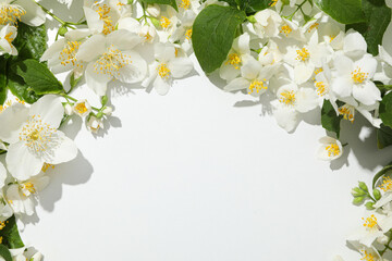 Jasmine flowers on white background, space for text