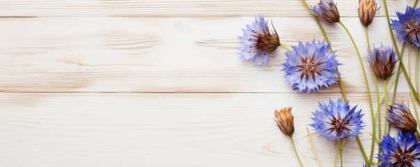 Obraz na płótnie Canvas Beautiful brown cornflower flowers on a white wooden background, in a top view with copy space for text