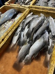 fresh fish at the market