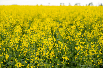 Obraz premium Yellow rapeseed field on a cloudy day. Rapeseed field in bloom.
