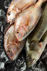 真鯛　スズキ　刺身　活魚