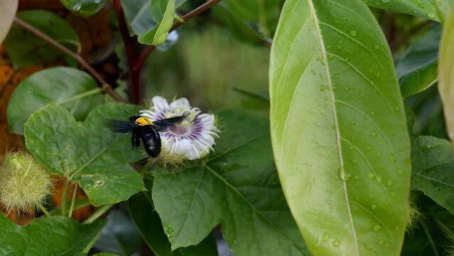 The vestal bumblebee on the flower