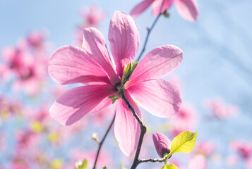Magnolia flower with pink petals blooming in spring fabulous garden, mysterious fairy tale...
