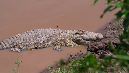 Crocodile basks at the Amboseli National Park, South Africa, Kenya, Apr 2024