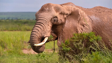 An adult elephant grassing on a trip to traditional wildlifeviewing, African bush elephant in the...