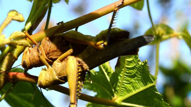 grasshoppers are mating