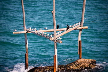 Sea birds sitting on wooden construction on sea coast - 785078367