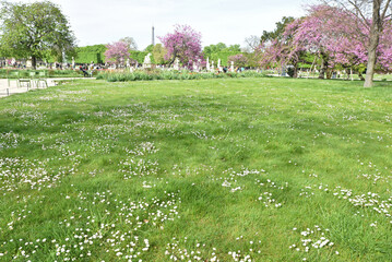 Prairie fleurie au printemps au jardin des Tuileries à Paris. France