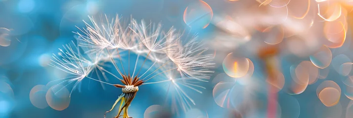 Fotobehang Abstract blurred nature background dandelion seeds parachute. Abstract nature bokeh pattern © john