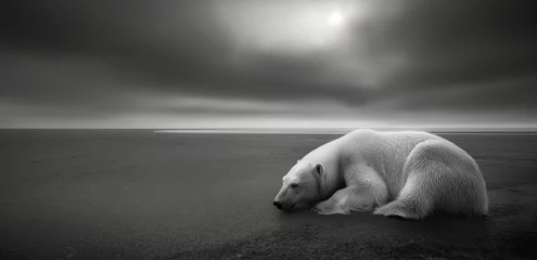 Fototapeten Solitary polar bear on arctic shoreline © Elaine