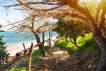 Shady path with trees near sea coast in summer - 785079509