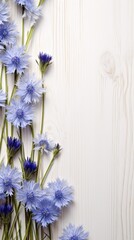 Beautiful green cornflower flowers on a white wooden background, in a top view with copy space for text