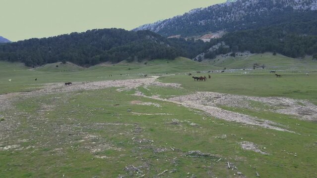 Scenic views of wild horses at Eynif Plateau, İbradı, Antalya