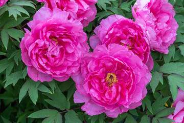 pink Strauchpfingstrose Paeonia suffruticosa Makro