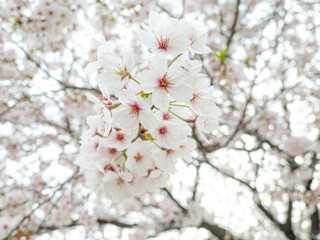 Fototapeta premium Beautiful Cherry Blossoms Blooming in the Park on a Warm Afternoon