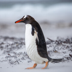 A Gentoo Penguin (pygoscelis papua) on a beach in a sand storm. Square Composition.