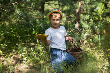 kid boy collects mushrooms in a basket in the forest. child boy holds a large mushroom in his hands