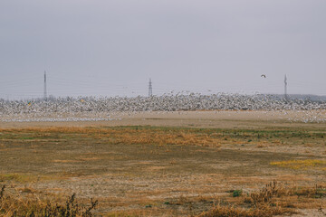 Large flock of seagulls in winter morning in countryside landscape
