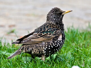 Sturnus vulgaris aka european starling in the grass. Common bird in Czech republic.