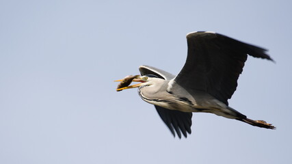 Ardea cinerea aka grey heron. Huge bird is flying above the Vltava river with hunted fish in the...