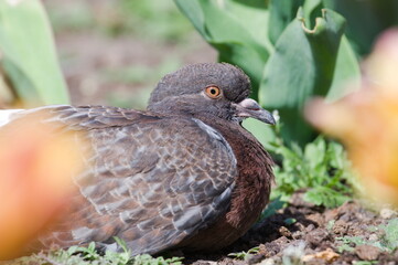 Fototapeta premium Lovely colorful Columba livia aka pigeon (rock or domestic). Most common bird in residential areas.