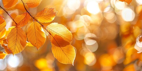 Vibrant golden autumn leaves basking in the warm glow of the sun with a soft bokeh background.