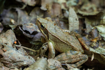 Agile frog (Rana dalmatina), small European amphibian in the genus Rana of the true frog family, Ranidae.
