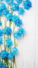 Beautiful turquoise cornflower flowers on a white wooden background, in a top view with copy space for text 
