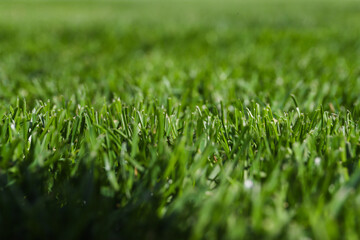 Green grass at the sports stadium in the afternoon