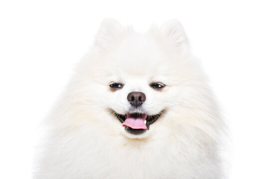 Portrait of a cunning Pomeranian Spitz looking to the side, isolated on a white background