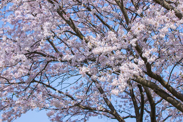 満開を迎えた桜の花 ソメイヨシノ