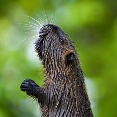 Myocastor coypus aka nutria or swamp rat. Close-up head portrait. Invasive rodent in Vltava river in Prague. Czech republic.